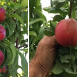 Polar Light Nectarines are Ready for Picking