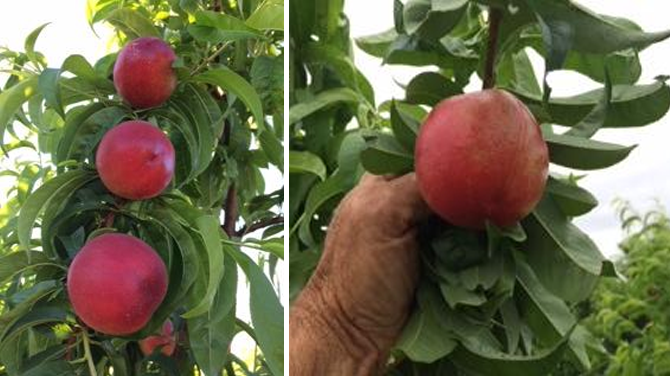 Polar Light Nectarines are Ready for Picking