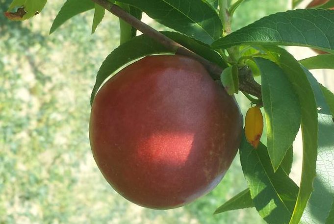 DE Boldt Family Farms